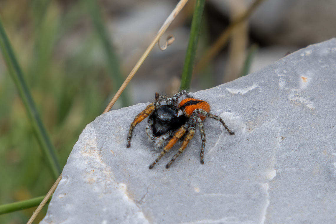 Red-bellied jumping spider (Philaeus chrysops) ♂ This is from Piemont, Italy, where we did a classic mountain hike up &ldquo;Cima Saben&rdquo; near the town of Valdieri. The last 300 meters or so were really steep, and we both felt again that we&#039;re no longer 25 :-)<br />
But arriving at the top, we not only enjoyed a marvelous view, but also had this colourful little guest at our summit lunch. With a body length of up to 12mm, it is one of the largest European species of jumping spiders. This one is clearly a male, since the females, while adorned with whitish stripes, are of rather uniform brown. Geotagged,Italien,Italy,Philaeus chrysops,Red-bellied Jumping Spider,Spinne,Springspinne,Summer,Tiere,araña,spider
