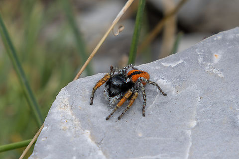 Red-bellied jumping spider (Philaeus chrysops) ♂ This is from Piemont, Italy, where we did a classic mountain hike up &ldquo;Cima Saben&rdquo; near the town of Valdieri. The last 300 meters or so were really steep, and we both felt again that we're no longer 25 :-)
But arriving at the top, we not only enjoyed a marvelous view, but also had this colourful little guest at our summit lunch. With a body length of up to 12mm, it is one of the largest European species of jumping spiders. This one is clearly a male, since the females, while adorned with whitish stripes, are of rather uniform brown. Geotagged,Italien,Italy,Philaeus chrysops,Red-bellied Jumping Spider,Spinne,Springspinne,Summer,Tiere,ara&ntilde;a,spider