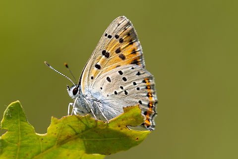 Purple-shot copper (Lycaena alciphron Ssp. gordius) From Piemont, Italy.
It's always a pleasure to encounter this strikingly beautiful Lycaenid butterfly. It's like Nature telling you: you're in the (Southern) Alps, baby!  Falter,Geotagged,Insekt,Italien,Italy,Lycaena alciphron,Purple-shot copper,Schmetterling,Summer,Tiere,butterfly,mariposa