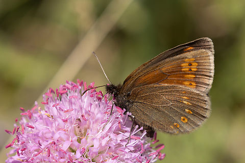 Almond ringlet