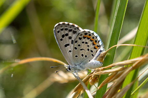 Baton Blue (Pseudophilotes baton) Piemont, Italy

EDIT: originally identified wrongly as Checkered Blue (Scolitantides orion). While the Checkered Blue is very similar in appearance, the white rings around the black spots mark it as a Pseudophilotes; and since the very similar looking Eastern Baton Blue (Pseudophilotes vicrama) is found much further to the East, this is the (Western) Baton Blue. Baton Blue,Falter,Geotagged,Insekt,Italien,Italy,Pseudophilotes baton,Schmetterling,Summer,butterfly,mariposa