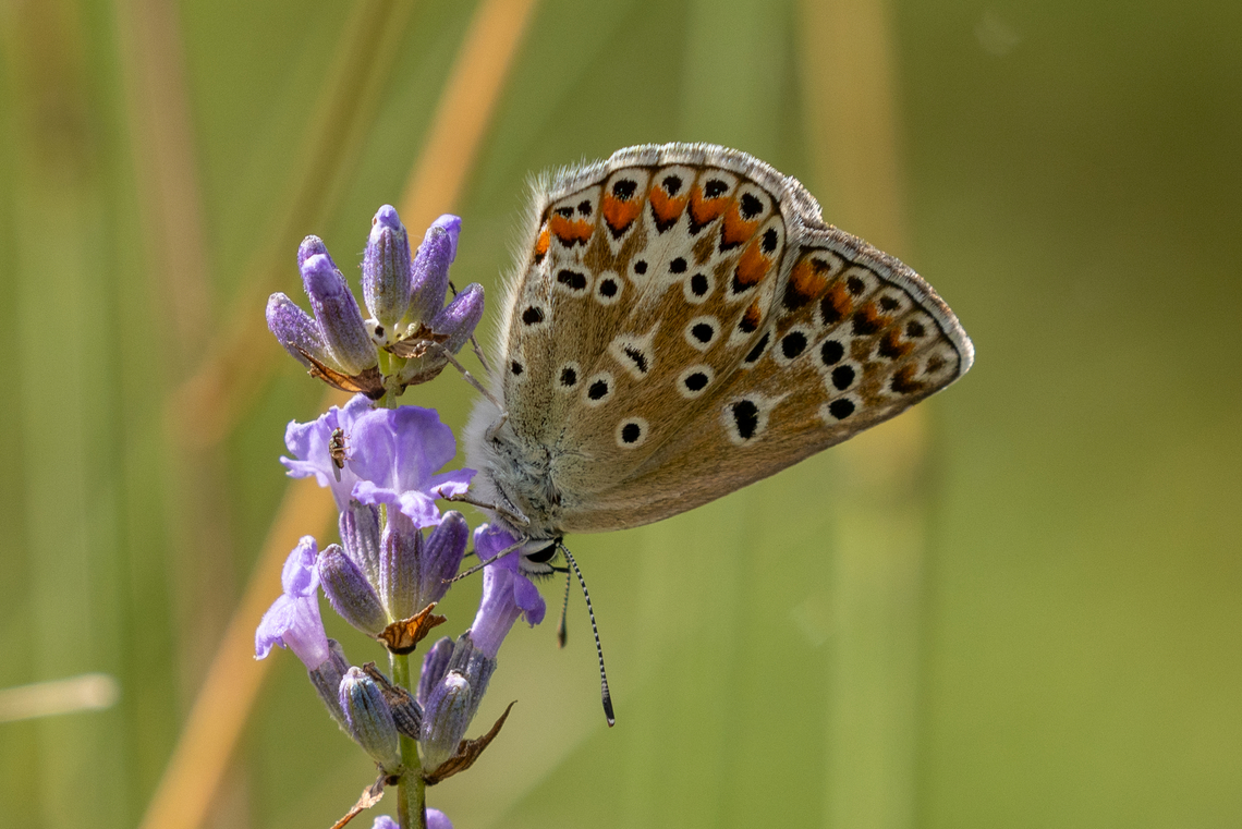 Escher's blue (Polyommatus escheri) ♀ From Piemont, Italy<br />
One of the sheer countless species of the genus Lycaenidae that can be found in the Southern Alps Falter,Geotagged,Insekt,Italien,Italy,Polyommatus escheri,Schmetterling,Summer,Tiere,butterfly,mariposa