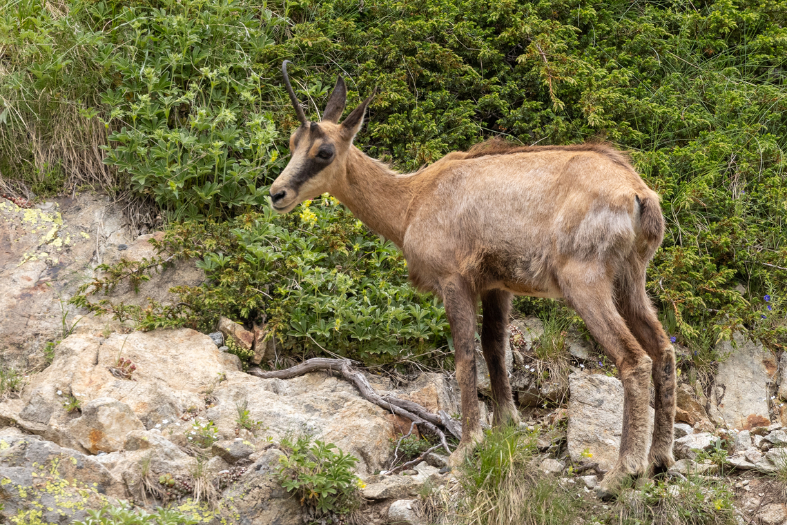 Chamois with missing horn (Rupicapra rupicapra) + video During a hike in the Valle Gesso area of Piemont, Italy, we first spotted a single chamois not too far away. Up until then I had not seen that many chamois in the wild before, so I was pretty excited already. After walking some more along the quite lonely path and ascending a steep slope, we spotted a whole heard of chamois on the opposite ridge.<br />
<br />
They were pretty far away, but I whipped out my tele-zoom and extender and managed to get some footage of the young ones joyfully running and jumping, measuring their strength against each other. It was one of those thrilling wildlife experiences that you cannot plan for.<br />
<section class="video"><iframe width="448" height="282" src="https://www.youtube-nocookie.com/embed/dTVCX9p40NA?hd=1&autoplay=0&rel=0" frameborder="0" allowfullscreen></iframe></section><br />
<br />
The fun did not stop there, since later we saw some marmots&hellip;<br />
<figure class="photo"><a href="https://www.jungledragon.com/image/162275/alpine_marmot_marmota_marmota_posing_for_a_picture.html" title="Alpine Marmot (Marmota marmota) posing for a picture"><img src="https://s3.amazonaws.com/media.jungledragon.com/images/8383/162275_thumb.jpg?AWSAccessKeyId=05GMT0V3GWVNE7GGM1R2&Expires=1770854410&Signature=lYmk9JKv9X91IRt2y1cZT0bn5bA%3D" width="200" height="134" alt="Alpine Marmot (Marmota marmota) posing for a picture During a hike in the Valle Gesso region of Piemont, Italy.<br />
It almost screams &ldquo;clich&eacute;&rdquo; seeing a marmot posing on a rock surrounded by &ldquo;alpenrose&rdquo; (alpine Rhododendron). And this was after we spotted a whole herd of chamois&hellip; Alpine Marmot,Geotagged,Italien,Italy,Marmota marmota,Summer,S&auml;ugetier,mammal" /></a></figure><br />
<br />
&hellip; and on the way down a young ibex along with its mother.<br />
<figure class="photo"><a href="https://www.jungledragon.com/image/162276/a_pretty_young_alpine_ibex_capra_ibex.html" title="A pretty young Alpine ibex (Capra ibex)"><img src="https://s3.amazonaws.com/media.jungledragon.com/images/8383/162276_thumb.jpg?AWSAccessKeyId=05GMT0V3GWVNE7GGM1R2&Expires=1770854410&Signature=lHLygcepPIIsOmsTAifxrT6E0oQ%3D" width="200" height="134" alt="A pretty young Alpine ibex (Capra ibex) From a hike in the Valle Gesso area of Piemont, Italy.<br />
During this rather spectacular hike we had already spotted a herd of chamois and some marmots. On our way down, following a disused former gravel path (that had been partially washed away during a heavy storm + deluge in 2023), we saw a young ibex along with its mother. Alpine Ibex,Capra ibex,Geotagged,Italien,Italy,Summer,S&auml;ugetier,mammal" /></a></figure> Chamois,Geotagged,Italien,Italy,Rupicapra rupicapra,Summer,S&auml;ugetier,mammal,with video