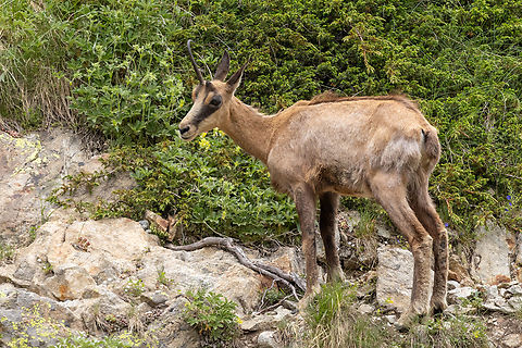 Chamois with missing horn (Rupicapra rupicapra) + video During a hike in the Valle Gesso area of Piemont, Italy, we first spotted a single chamois not too far away. Up until then I had not seen that many chamois in the wild before, so I was pretty excited already. After walking some more along the quite lonely path and ascending a steep slope, we spotted a whole heard of chamois on the opposite ridge.

They were pretty far away, but I whipped out my tele-zoom and extender and managed to get some footage of the young ones joyfully running and jumping, measuring their strength against each other. It was one of those thrilling wildlife experiences that you cannot plan for.
https://www.youtube.com/watch?v=dTVCX9p40NA

The fun did not stop there, since later we saw some marmots…
https://www.jungledragon.com/image/162275/marmota_marmota.html

… and on the way down a young ibex along with its mother.
https://www.jungledragon.com/image/162276/capra_ibex.html Chamois,Geotagged,Italien,Italy,Rupicapra rupicapra,Summer,Säugetier,mammal,with video