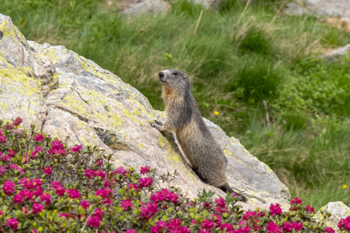 Alpine Marmot (Marmota marmota) posing for a picture During a hike in the Valle Gesso region of Piemont, Italy.<br />
It almost screams &ldquo;clich&eacute;&rdquo; seeing a marmot posing on a rock surrounded by &ldquo;alpenrose&rdquo; (alpine Rhododendron). And this was after we spotted a whole herd of chamois&hellip; Alpine Marmot,Geotagged,Italien,Italy,Marmota marmota,Summer,S&auml;ugetier,mammal