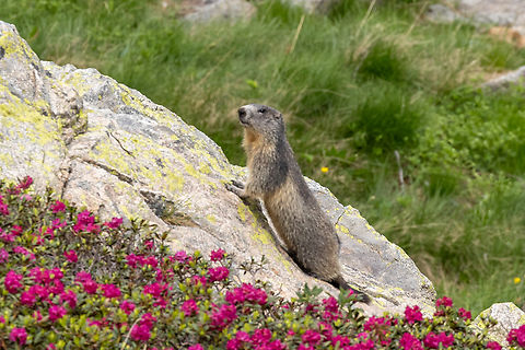 Alpine Marmot (Marmota marmota) posing for a picture During a hike in the Valle Gesso region of Piemont, Italy.
It almost screams “cliché” seeing a marmot posing on a rock surrounded by “alpenrose” (alpine Rhododendron). And this was after we spotted a whole herd of chamois… Alpine Marmot,Geotagged,Italien,Italy,Marmota marmota,Summer,Säugetier,mammal