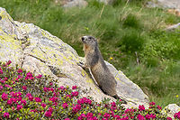 Alpine Marmot (Marmota marmota) posing for a picture During a hike in the Valle Gesso region of Piemont, Italy.<br />
It almost screams &ldquo;clich&eacute;&rdquo; seeing a marmot posing on a rock surrounded by &ldquo;alpenrose&rdquo; (alpine Rhododendron). And this was after we spotted a whole herd of chamois&hellip; Alpine Marmot,Geotagged,Italien,Italy,Marmota marmota,Summer,S&auml;ugetier,mammal
