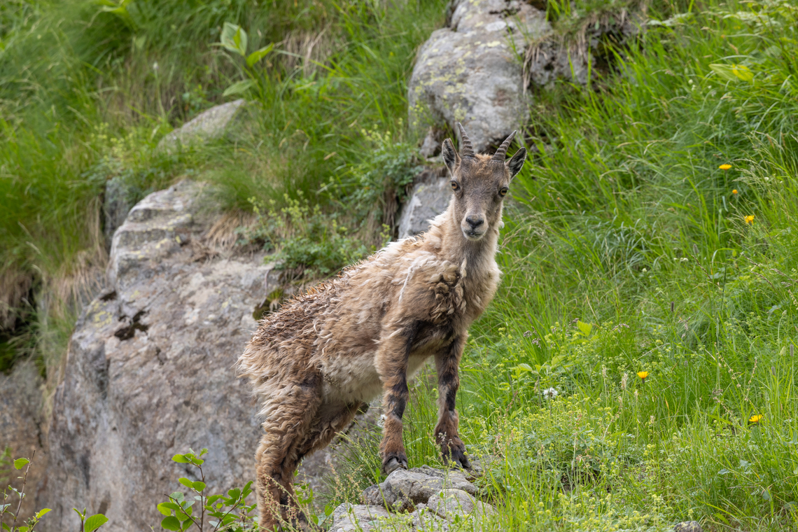 A pretty young Alpine ibex (Capra ibex) From a hike in the Valle Gesso area of Piemont, Italy.<br />
During this rather spectacular hike we had already spotted a herd of chamois and some marmots. On our way down, following a disused former gravel path (that had been partially washed away during a heavy storm + deluge in 2023), we saw a young ibex along with its mother. Alpine Ibex,Capra ibex,Geotagged,Italien,Italy,Summer,Säugetier,mammal