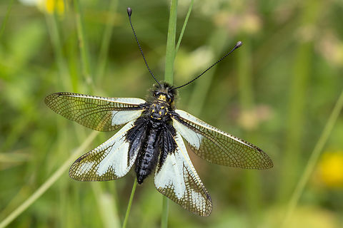 Owly sulphur (Libelloides coccajus) From a hike in the Stura Valley region of Piemont, Italy.
Next to a small side road leading to an Alp, at an elevation of ca 1370m, we encountered a wonderfully rich and bio-diverse meadow. Apart from countless grasshoppers, butterflies and beetles, also several of these beautiful owlflies were zooming around. And luckily, sometimes they also sat down and posed for a photo shot :-) Geotagged,Insekt,Italien,Italy,Libelloides coccajus,Netzfl&uuml;gler,Owly sulphur,Summer