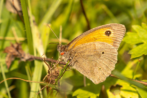 Meadow brown (Maniola jurtina) with tick From an alpine meadow south of Bayrischzell, near the border to Austria. Deutschland,Falter,Geotagged,Germany,Insekt,Maniola jurtina,Meadow Brown,Schmetterling,Summer,Tiere,butterfly,mariposa