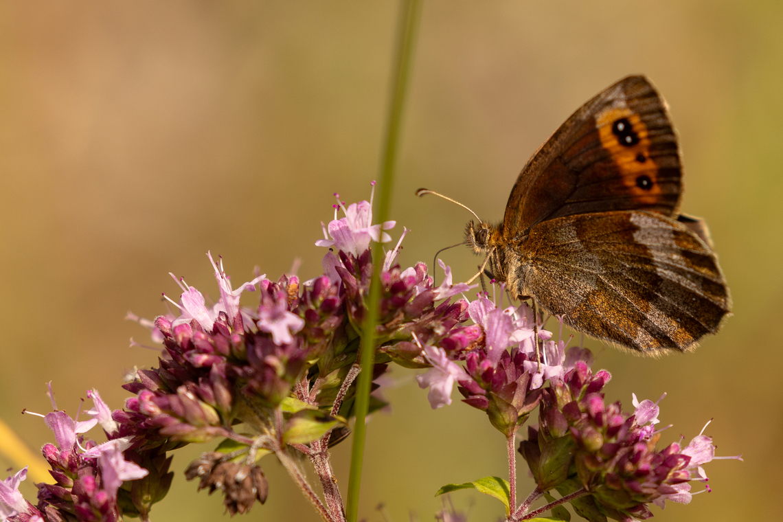Scotch argus (Erebia aethiops) From an alpine meadow south of Bayrischzell, near the border to Austria. Deutschland,Erebia aethiops,Falter,Geotagged,Germany,Insekt,Schmetterling,Scotch argus,Summer,Tiere,butterfly,mariposa