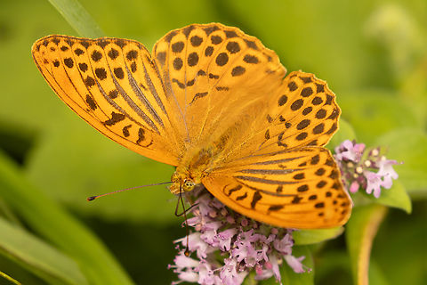 Silver-washed Fritillary (Argynnis paphia) From an alpine meadow south of Bayrischzell, near the border to Austria. 

I like the German name &ldquo;Kaisermantel" - &ldquo;Emperor's cloak&rdquo;. Its pattern is so perfect that it would be fit for an emperor to wear. Argynnis paphia,Deutschland,Falter,Geotagged,Germany,Insekt,Schmetterling,Silver-washed Fritillary,Summer,Tiere,butterfly,mariposa