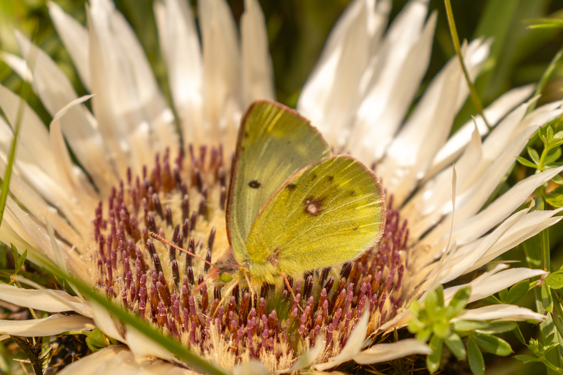 Mountain clouded yellow (Colias phicomone) sitting in silver thistle From an alpine meadow south of Bayrischzell, near the border to Austria.<br />
<br />
Wow - No way that this species hasn't been posted here before?? Colias phicomone,Deutschland,Falter,Geotagged,Germany,Insekt,Mountain clouded yellow,Schmetterling,Summer,Tiere,butterfly,mariposa