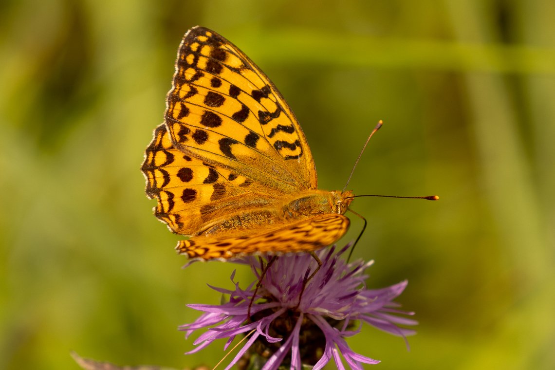 High Brown Fritillary (Fabriciana adippe) From an alpine meadow south of Bayrischzell, near the border to Austria.<br />
<br />
Just looking at the upper side would not be enough for an identification, but looking also at the underside makes it clear:<br />
<figure class="photo"><a href="https://www.jungledragon.com/image/162451/high_brown_fritillary_fabriciana_adippe_underside.html" title="High Brown Fritillary (Fabriciana adippe), underside"><img src="https://s3.amazonaws.com/media.jungledragon.com/images/8383/162451_thumb.jpg?AWSAccessKeyId=05GMT0V3GWVNE7GGM1R2&Expires=1759968010&Signature=L4g196VkYGDUqvr7mWwfcmw7gsU%3D" width="200" height="134" alt="High Brown Fritillary (Fabriciana adippe), underside From an alpine meadow south of Bayrischzell, near the border to Austria.<br />
<br />
Different perspective of the same individual:<br />
https://www.jungledragon.com/image/162450/fabriciana_adippe.html Deutschland,Fabriciana adippe,Falter,Geotagged,Germany,High Brown Fritillary,Insekt,Schmetterling,Summer,Tiere,butterfly,mariposa" /></a></figure><br />
 Deutschland,Fabriciana adippe,Falter,Geotagged,Germany,High Brown Fritillary,Insekt,Schmetterling,Summer,Tiere,butterfly,mariposa