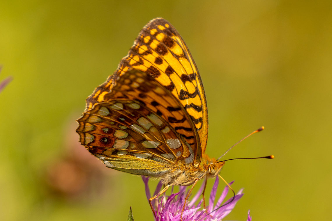 High Brown Fritillary (Fabriciana adippe), underside From an alpine meadow south of Bayrischzell, near the border to Austria.<br />
<br />
Different perspective of the same individual:<br />
<figure class="photo"><a href="https://www.jungledragon.com/image/162450/high_brown_fritillary_fabriciana_adippe.html" title="High Brown Fritillary (Fabriciana adippe)"><img src="https://s3.amazonaws.com/media.jungledragon.com/images/8383/162450_thumb.jpg?AWSAccessKeyId=05GMT0V3GWVNE7GGM1R2&Expires=1769040010&Signature=IkQHlQ25kY2uchrDhXYl0kuvkp0%3D" width="200" height="134" alt="High Brown Fritillary (Fabriciana adippe) From an alpine meadow south of Bayrischzell, near the border to Austria.<br />
<br />
Just looking at the upper side would not be enough for an identification, but looking also at the underside makes it clear:<br />
https://www.jungledragon.com/image/162451/fabriciana_adippe.html<br />
 Deutschland,Fabriciana adippe,Falter,Geotagged,Germany,High Brown Fritillary,Insekt,Schmetterling,Summer,Tiere,butterfly,mariposa" /></a></figure> Deutschland,Fabriciana adippe,Falter,Geotagged,Germany,High Brown Fritillary,Insekt,Schmetterling,Summer,Tiere,butterfly,mariposa
