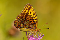 High Brown Fritillary (Fabriciana adippe), underside From an alpine meadow south of Bayrischzell, near the border to Austria.<br />
<br />
Different perspective of the same individual:<br />
https://www.jungledragon.com/image/162450/fabriciana_adippe.html Deutschland,Fabriciana adippe,Falter,Geotagged,Germany,High Brown Fritillary,Insekt,Schmetterling,Summer,Tiere,butterfly,mariposa