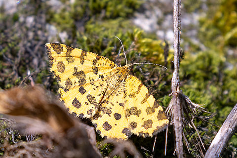 Speckled Yellow (Pseudopanthera macularia) A diurnal moth that we've seen in many places all over Europe. This one on a woodland slope above the Stura valley in Piemont. Geotagged,Italy,Pseudopanthera macularia,Speckled Yellow,Summer
