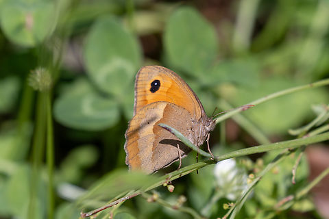 Meadow Brown (Maniola jurtina) A Meadow Brown, bathing in the sun of Piemont. Geotagged,Italy,Maniola jurtina,Meadow Brown,Summer