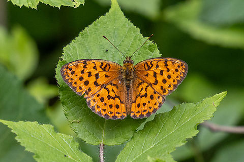 Marbled Fritillary (Brenthis daphne) Another &ldquo;faithful companion&rdquo; that we've seen in many places, this time in the mountains of Piemont. Brenthis daphne,Falter,Geotagged,Insekt,Italien,Italy,Marbled Fritillary,Schmetterling,Summer,Tiere,butterfly,mariposa