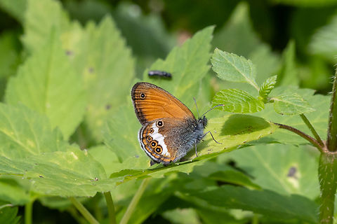 Pearly Heath (Coenonympha arcania) To quote Wikipedia: &ldquo;[These butterflies] usually sit in sunny spots with their wings closed. To do this, they point the undersides of their wings directly to the sun and thus sit very obliquely.&rdquo;
That describes the circumstances of this picture perfectly. Coenonympha arcania,Geotagged,Italy,Pearly Heath,Summer