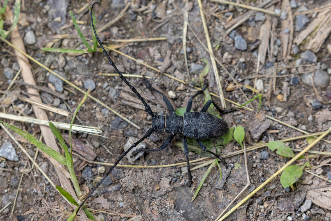 Long-horned beetle (Morimus asper) This beetle is impressively large. Its larvae feed on various kinds of hardwood and softwood. Geotagged,Insekt,Italien,Italy,K&auml;fer,Morimus asper,Summer,Tiere