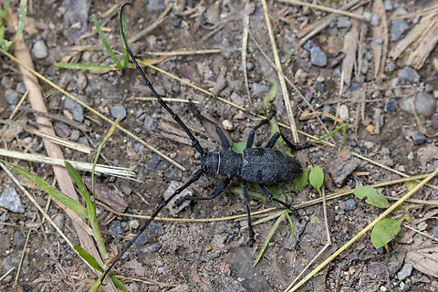 Long-horned beetle (Morimus asper) This beetle is impressively large. Its larvae feed on various kinds of hardwood and softwood. Geotagged,Insekt,Italien,Italy,K&auml;fer,Morimus asper,Summer,Tiere
