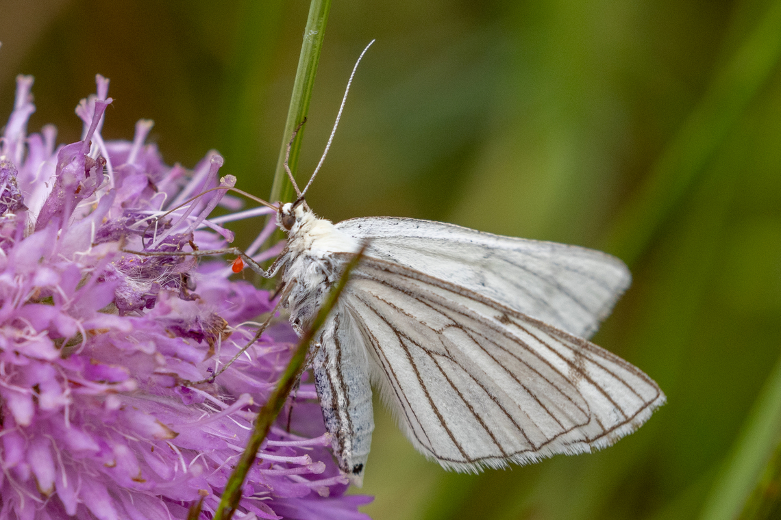 Black-veined Moth (Siona lineata) This diurnal butterfly from the family Geometridae inhabits calcareous grasslands and open woodlands all over Europe. This specimen is host to a little tick on its left fore-leg. Falter,Geotagged,Insekt,Italien,Italy,Schmetterling,Siona lineata,Summer,Tiere,butterfly,mariposa