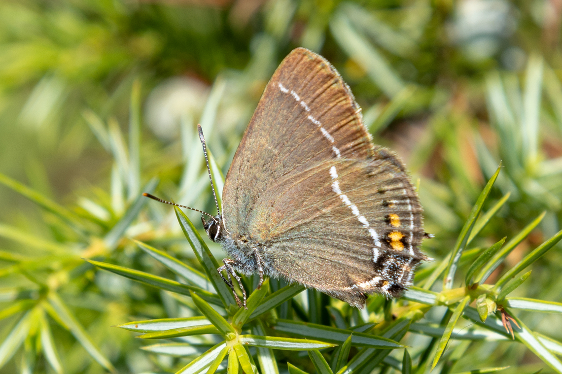 Satyrium spini  Blue spot hairstreak,Falter,Geotagged,Insekt,Italien,Italy,Satyrium spini,Schmetterling,Summer,Tiere,butterfly,mariposa