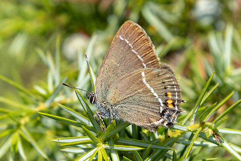 Satyrium spini  Blue spot hairstreak,Falter,Geotagged,Insekt,Italien,Italy,Satyrium spini,Schmetterling,Summer,Tiere,butterfly,mariposa