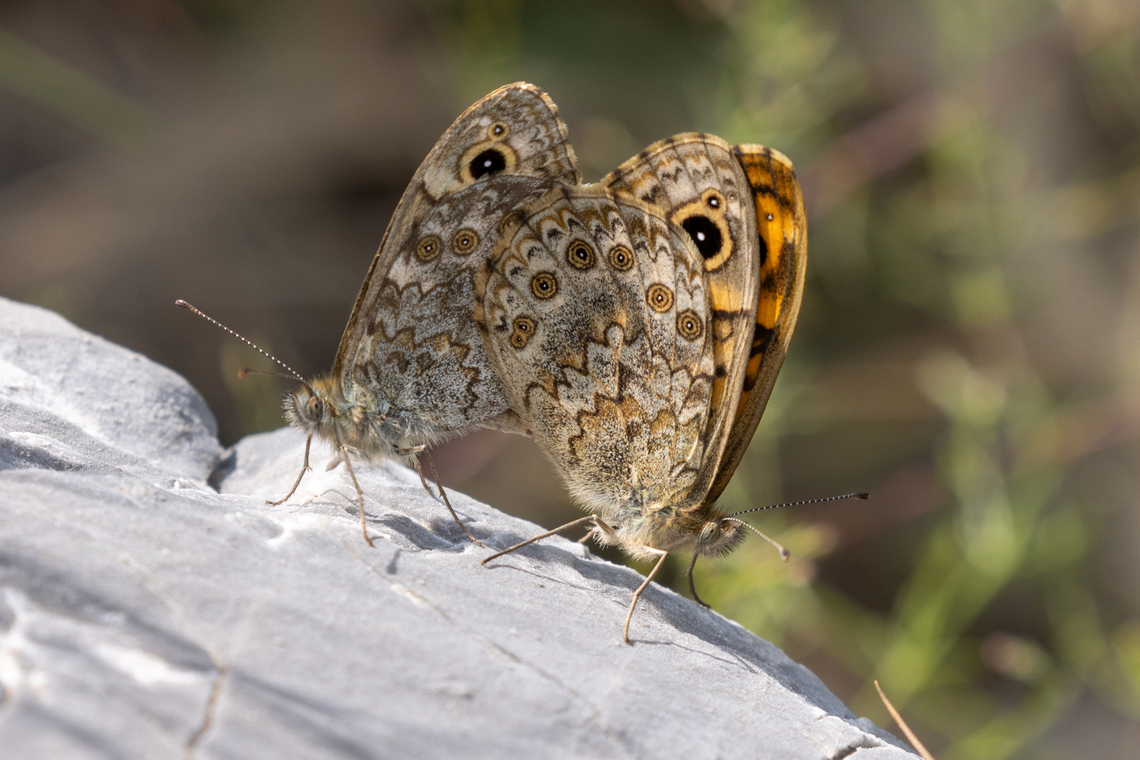 A copula of Wall Brown (Lasiommata megera) Making sure of the next generation of Wall Browns in the mountains of Piemont. Falter,Geotagged,Insekt,Italien,Italy,Kopula,Lasiommata megera,Schmetterling,Summer,Tiere,Wall Brown,butterfly,mariposa