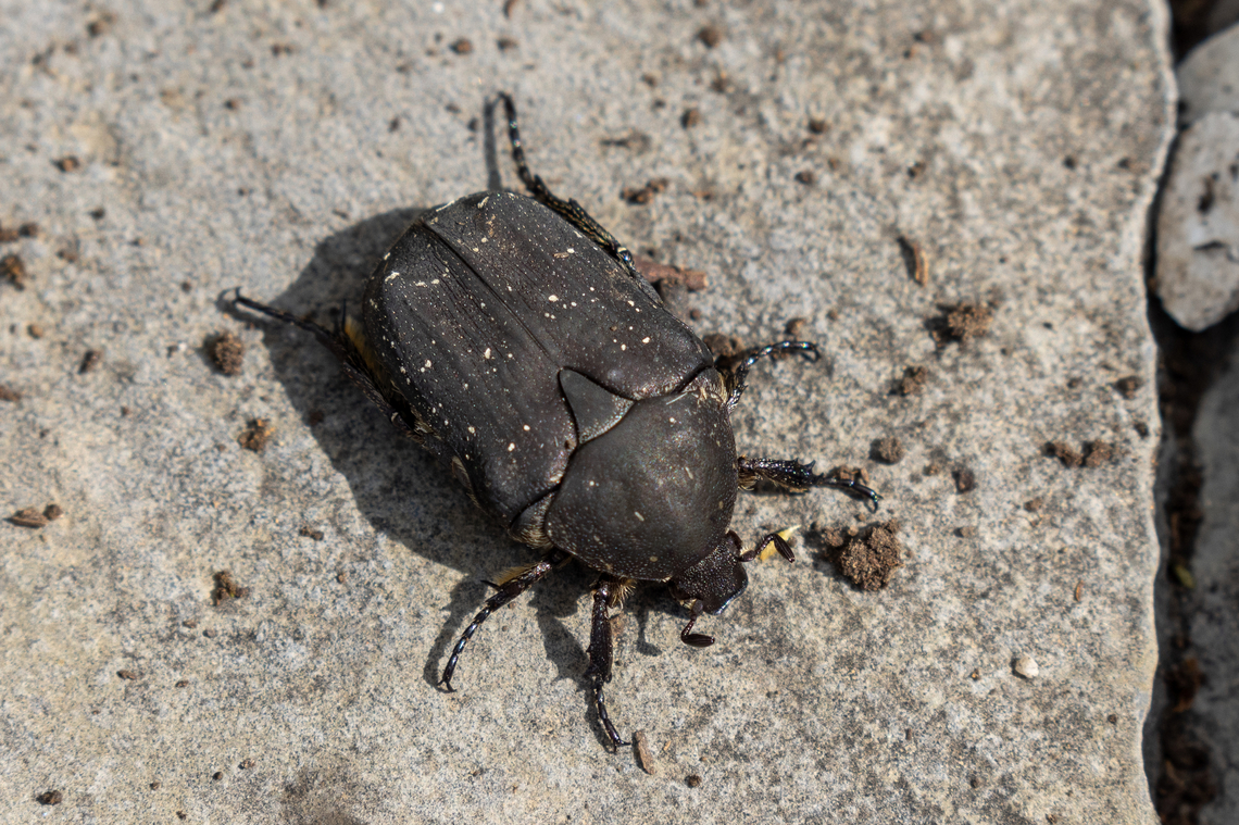 &ldquo;Black rose chafer&rdquo; (Protaetia morio) Belongs to the family Scarabaeidae.<br />
Apparently, there's no Wikipedia article to be found. Some other sources:<br />
<a href="https://www.insects.ch/art/protaetia-morio" rel="nofollow">https://www.insects.ch/art/protaetia-morio</a><br />
<a href="https://www.gbif.org/species/1080709" rel="nofollow">https://www.gbif.org/species/1080709</a><br />
<a href="http://www.eu-insekten.de/steckbrief.php?tier=Protaetia_morio" rel="nofollow">http://www.eu-insekten.de/steckbrief.php?tier=Protaetia_morio</a><br />
  Geotagged,Insekt,Italien,Italy,K&auml;fer,Protaetia morio,Speckled Rose Chafer,Summer,Tiere