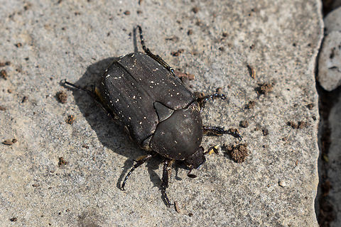 “Black rose chafer” (Protaetia morio) Belongs to the family Scarabaeidae.
Apparently, there's no Wikipedia article to be found. Some other sources:
https://www.insects.ch/art/protaetia-morio
https://www.gbif.org/species/1080709
http://www.eu-insekten.de/steckbrief.php?tier=Protaetia_morio
  Geotagged,Insekt,Italien,Italy,Käfer,Protaetia morio,Speckled Rose Chafer,Summer,Tiere