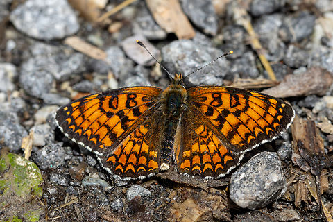 Knapweed Fritillary (Melitaea phoebe) One of many different species of butterflies with orange-reddish colouring that one can see zooming around in Alpine habitats. Falter,Geotagged,Insekt,Italien,Italy,Knapweed Fritillary,Melitaea phoebe,Schmetterling,Summer,Tiere,butterfly,mariposa