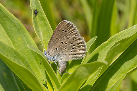 Egg-laying Alcon Blue (Phengaris alcon) ♀ A lucky find, since this species from the Lycaenidae family is very particular in its habitat needs and therefore rarely found. Like several related species, the larvae leave the food plant after reaching a certain growth stage and then trick  certain species of ants to carry them to their brood chambers and feed them like their own (cuckoo strategy). Alcon Blue,Falter,Geotagged,Insekt,Italien,Italy,Phengaris alcon,Schmetterling,Summer,Tiere,butterfly,mariposa