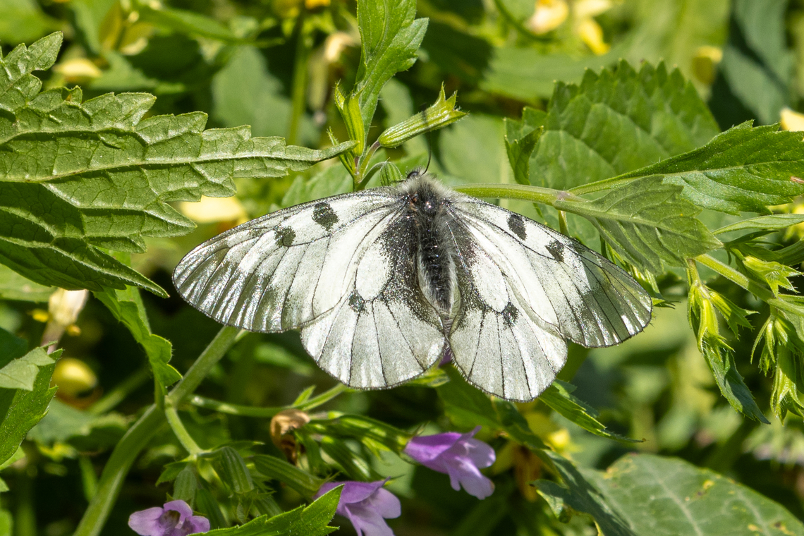 Clouded Apollo (Parnassius mnemosyne) The German name translates to &ldquo;Black Apollo".<br />
It can be found in central Europe, and further to Lebanon, Turkey and via Caucasus to Central Asia.<br />
Due due its very particular habitat needs, this species occurs mostly in insular patches and can be considered a lucky find to encounter. Clouded Apollo,Falter,Geotagged,Insekt,Italien,Italy,Parnassius mnemosyne,Schmetterling,Summer,Tiere,butterfly,mariposa