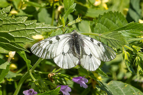 Clouded Apollo (Parnassius mnemosyne) The German name translates to &ldquo;Black Apollo".
It can be found in central Europe, and further to Lebanon, Turkey and via Caucasus to Central Asia.
Due due its very particular habitat needs, this species occurs mostly in insular patches and can be considered a lucky find to encounter. Clouded Apollo,Falter,Geotagged,Insekt,Italien,Italy,Parnassius mnemosyne,Schmetterling,Summer,Tiere,butterfly,mariposa