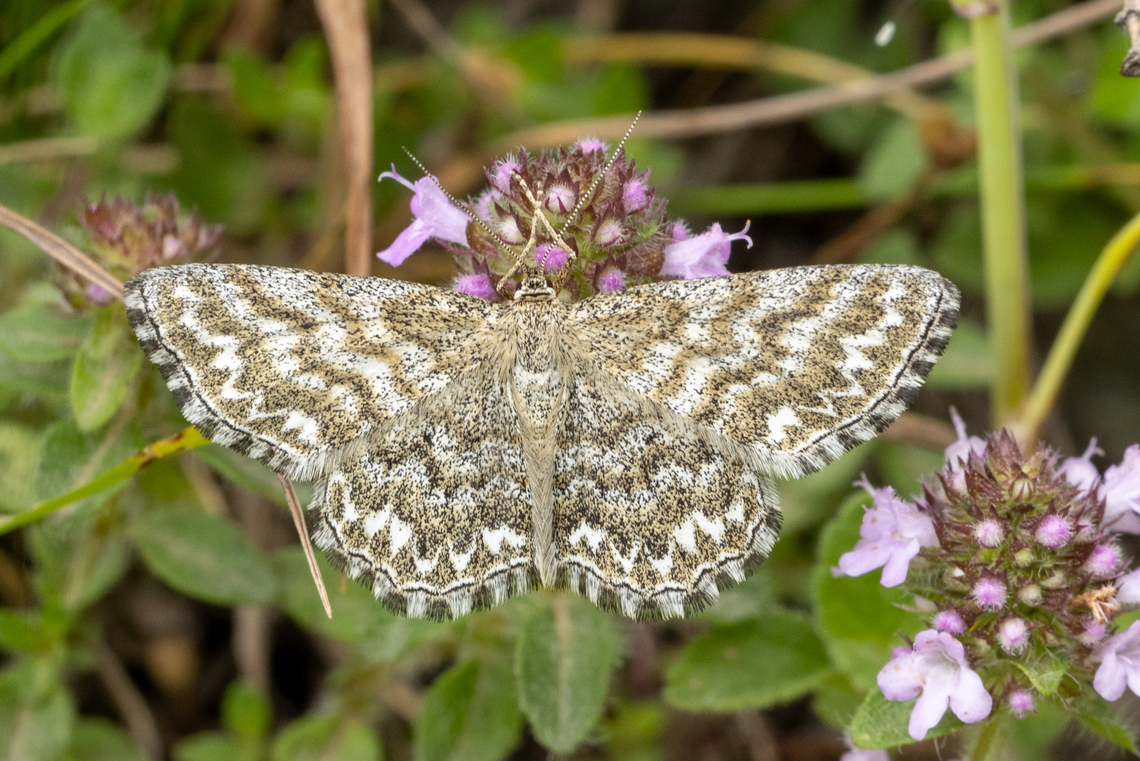 Lewes wave (Scopula immorata) The German name &ldquo;Marmorierter Kleinspanner&rdquo; translates to &quot;Checkered small geometrid moth&rdquo;. Geotagged,Italy,Lewes wave,Scopula immorata,Summer
