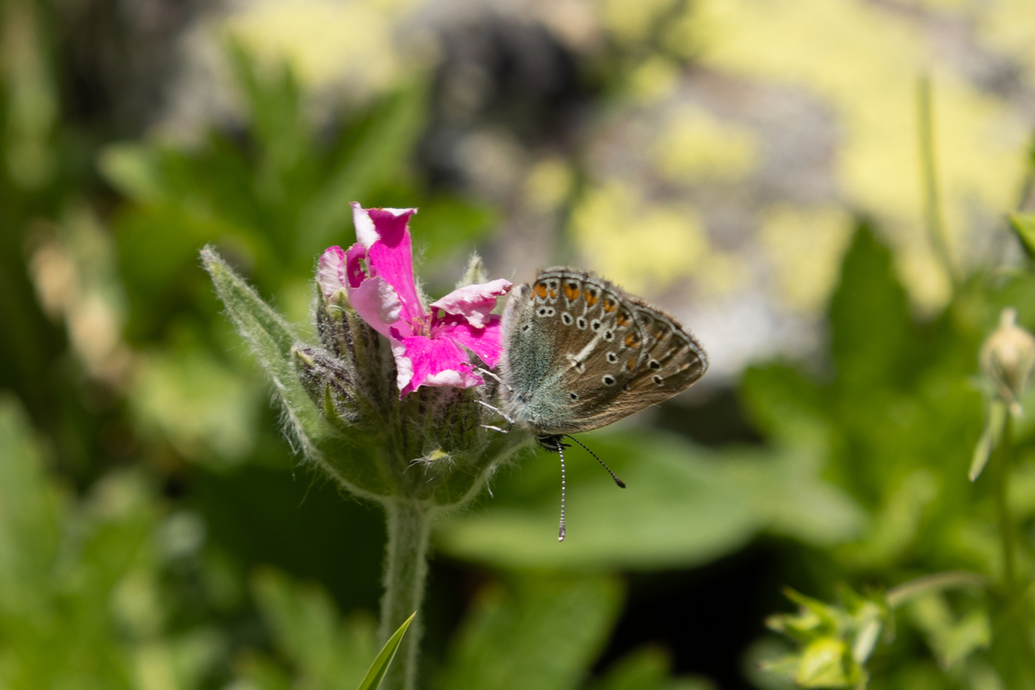 Geranium Argus (Eumedonia eumedon) A butterfly that can be found in central and parts of southern Europe, Turkey, and towards the east up to Mongolia and the Altai Mountains. They are very attached to the respective locations they have found, making them locally abundant but overall rather scarce. Eumedonia eumedon,Geotagged,Geranium Argus,Italy,Summer