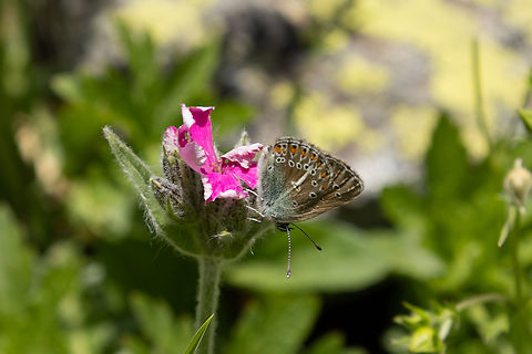 Geranium Argus (Eumedonia eumedon) A butterfly that can be found in central and parts of southern Europe, Turkey, and towards the east up to Mongolia and the Altai Mountains. They are very attached to the respective locations they have found, making them locally abundant but overall rather scarce. Eumedonia eumedon,Geotagged,Geranium Argus,Italy,Summer