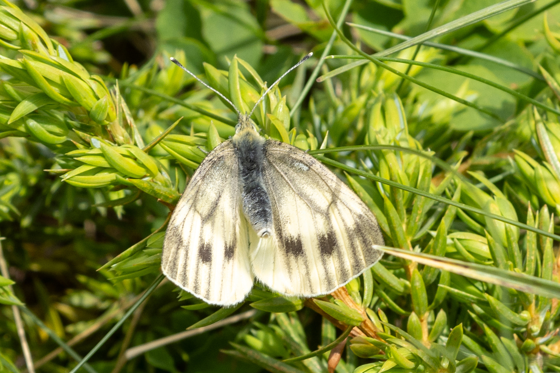 Dark-veined white (Pieris bryoniae wolfensbergeri) The German name &ldquo;Bergwei&szlig;ling&rdquo; translates to &ldquo;Mountain White&rdquo;, hinting at the fact that it is typically found in the Alps. A considerable number of subspecies are listed, <br />
<br />
For this particular subspecies, Wikipedia says: <br />
Pieris bryoniae wolfsbergeri Eitschberger, 1983 Type locality: Italia, Piemonte, Termi di Valdieri, S. Giovanni, 1500 m. <br />
And indeed, this one is from Piemont. Dark-veined white,Falter,Geotagged,Insekt,Italien,Italy,Pieris  bryoniae,Schmetterling,Summer,Tiere,butterfly,mariposa