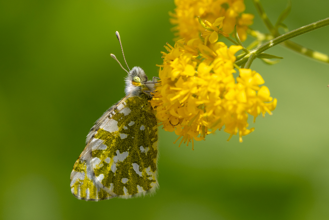 Mountain dappled white (Euchloe simplonia) A White that prefers mountainous slopes and is found in the Alps and Pyrenees. Euchloe simplonia,Geotagged,Italy,Mountain dappled white,Summer