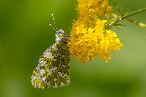 Mountain dappled white (Euchloe simplonia) A White that prefers mountainous slopes and is found in the Alps and Pyrenees. Euchloe simplonia,Geotagged,Italy,Mountain dappled white,Summer