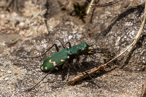 Alpine tiger beetle (Cicindela gallica) One of my favourite tiger beetles - it can only be found in the Alps. Cicindela gallica,Geotagged,Italy,Summer