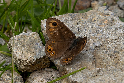 Northern wall brown (Lasiommata petropolitana)   Geotagged,Italy,Lasiommata petropolitana,Summer