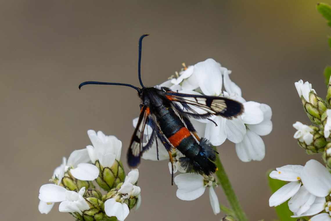 Large red-belted clearwing (Synanthedon culiciformis) I would have completely overlooked this beauty and dismissed it as yet another hoverfly if it hadn&#039;t been for my parter, who has a passion for clearwing moths.<br />
On a hike in Piemont where we already had spotted a sizable number of not-so-common species, it happened that on our way down, my partner suddenly got very excited and called me to come quickly. Luckily, this fine specimen sat still long enough for me to take its picture. Falter,Geotagged,Insekt,Italien,Italy,Schmetterling,Summer,Synanthedon culiciformis,Tiere,butterfly,mariposa