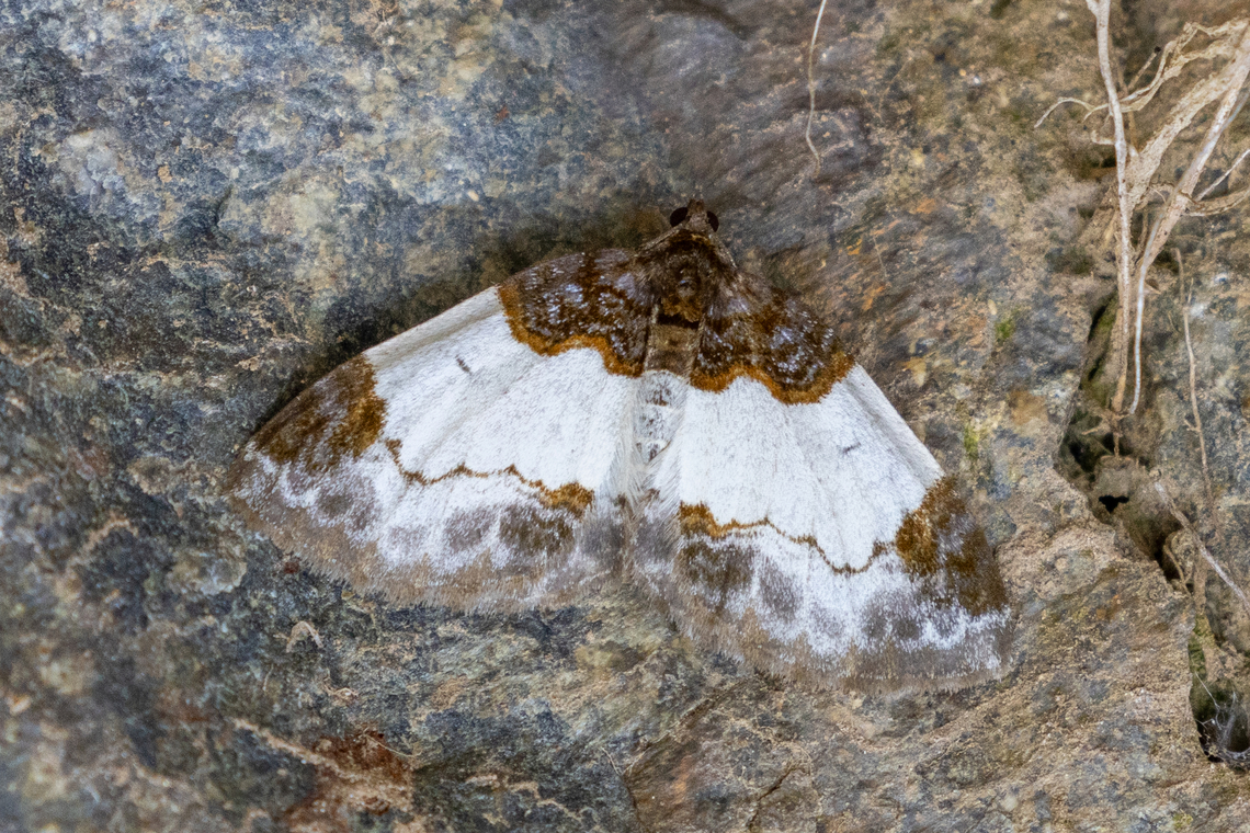 Beautiful carpet (Mesoleuca albicillata) What a fitting name :-) Beautiful carpet,Geotagged,Italy,Mesoleuca albicillata,Summer