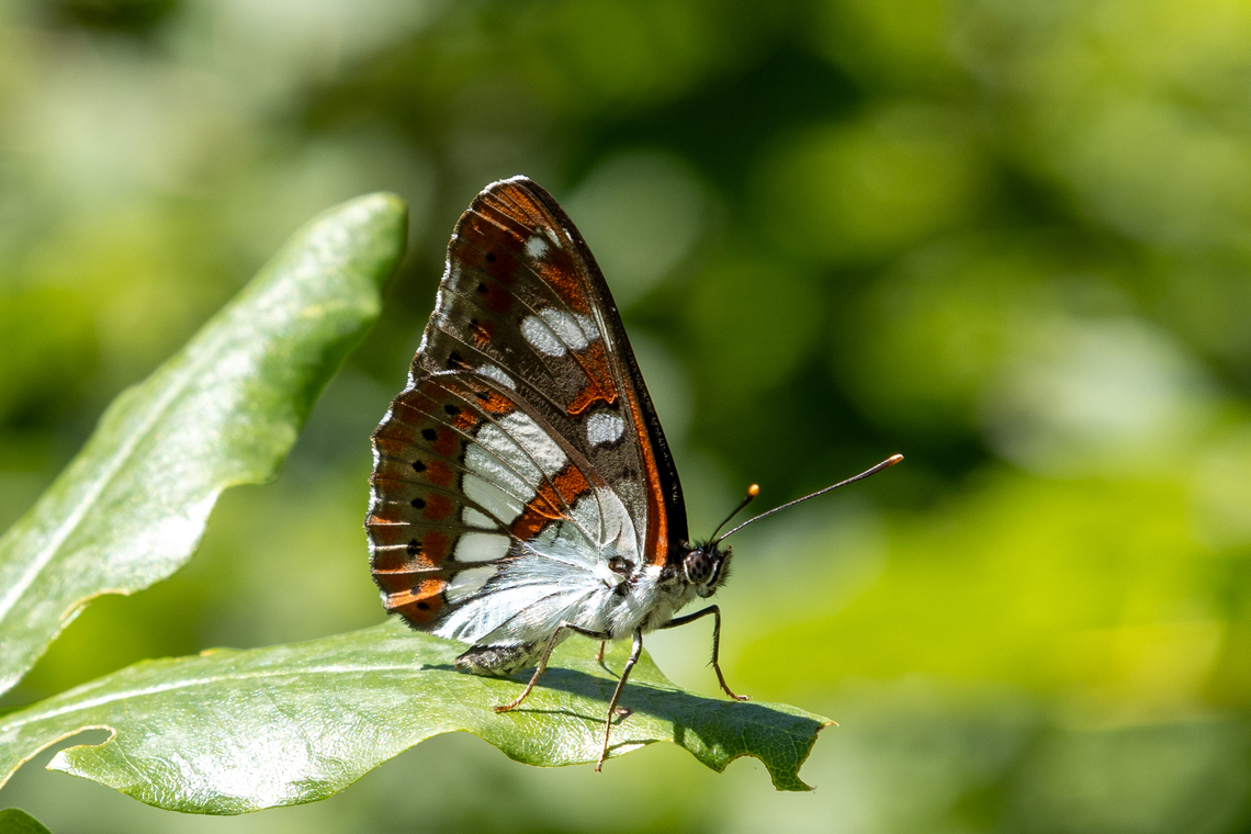 Southern White Admiral (Limenitis reducta) Showing its beautiful underside. Geotagged,Italy,Limenitis reducta,Southern White Admiral,Summer