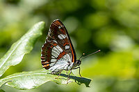 Southern White Admiral (Limenitis reducta) Showing its beautiful underside. Geotagged,Italy,Limenitis reducta,Southern White Admiral,Summer