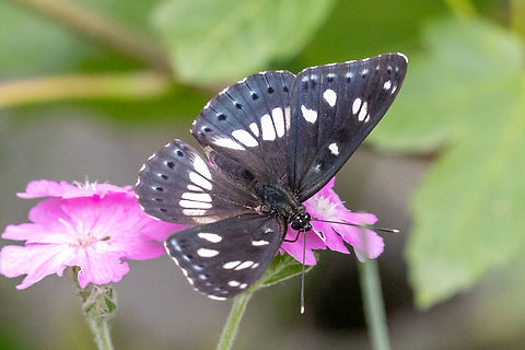 Southern White Admiral (Limenitis reducta) Snapping this picture was a bit of &ldquo;planned luck&rdquo;. On our way in on a hike in Piemont we spotted this butterfly sitting with folded wings on a tree. Some hours later, on our way back, we hung around in the same spot - and indeed, soon it appeared and sat down on a flower.

This was what we saw before noon:
https://www.jungledragon.com/image/163501/limenitis_reducta.html Geotagged,Italy,Limenitis reducta,Southern White Admiral,Summer