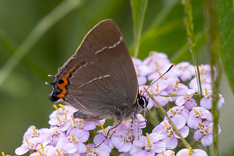 White-letter hairstreak (Satyrium w-album) The W-shaped white line on the underwings is a give-away for identifying this hairstreak. Geotagged,Italy,Satyrium w-album,Summer,White-letter hairstreak